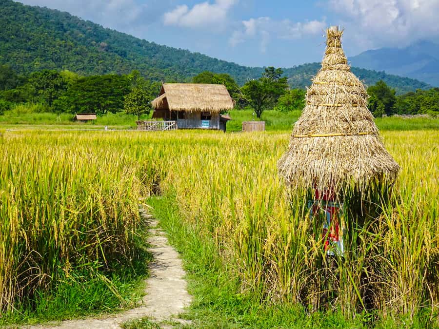 Chiang Mai: Doi Suthep, Wat Pha Lat & Wat Umong Spanish Tour - Thai lunch beside Huai Tung Tao