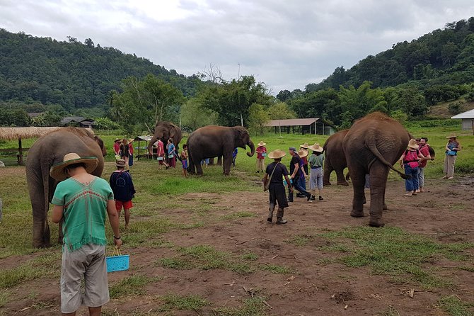 Chiang Mai Elephant Sanctuary and Temples Tour in Spanish - The Elephant Sanctuary: What You Actually Do