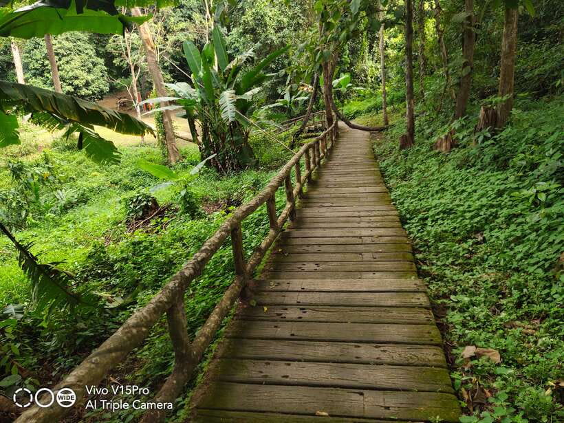 Chiang Mai: Elephants, Sticky Waterfalls, Market and Temple - The elephant visit: food, care, and close contact