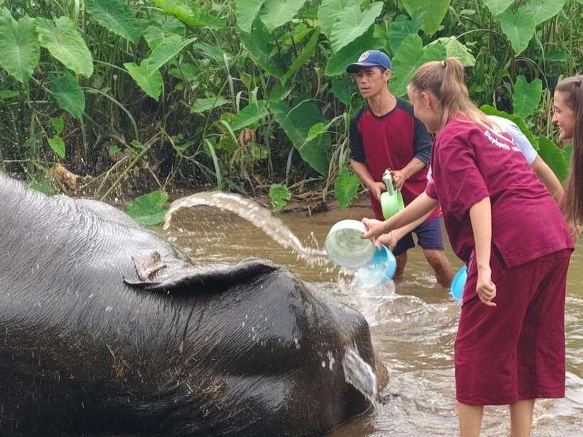 Chiang Mai: Elephants, Sticky Waterfalls, Market and Temple - Talat Chedi Mae Khrua: begin with everyday food