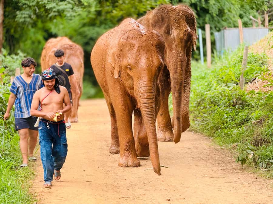 Chiang Mai : Temple , Nature and culture in one day. - Lunch at 11:00 am, with a useful pause