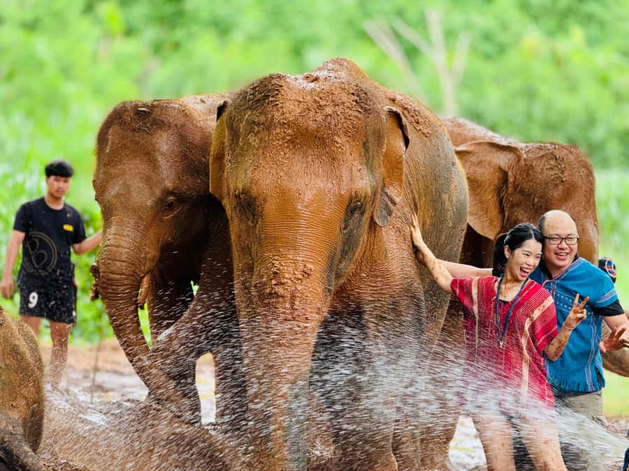 Chiang Mai : Temple , Nature and culture in one day. - Starting early with Chiang Mai’s elephants