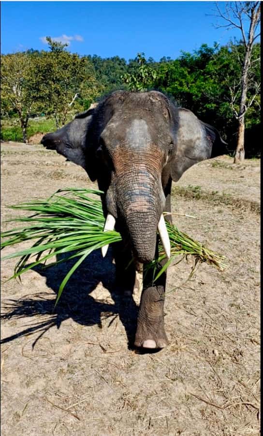 Chiang Mai: Two-day Temple of Elephants Sanctuary Tour - Key points at a glance
