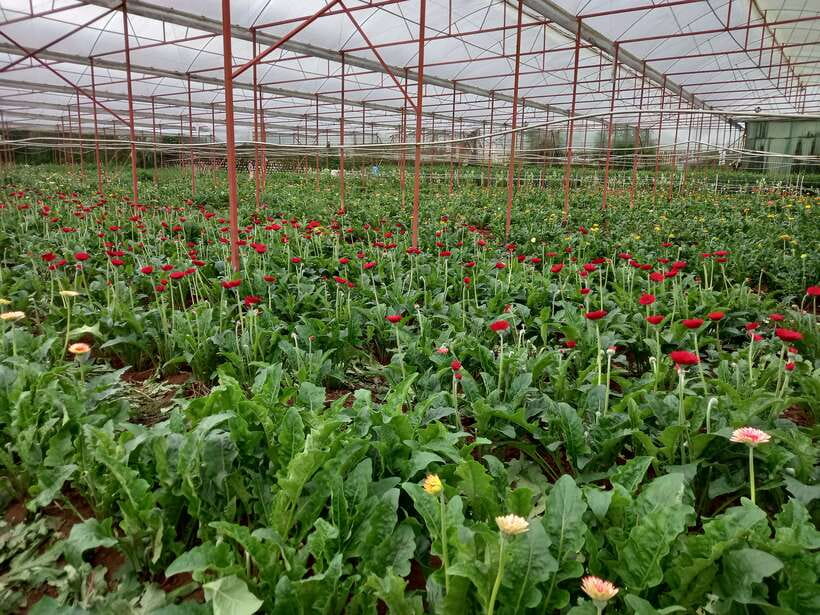 Dalat Countryside Motorbike Day Tour–Coffee Farms & Pagodas - Traditional homes, rice wine, and silk production