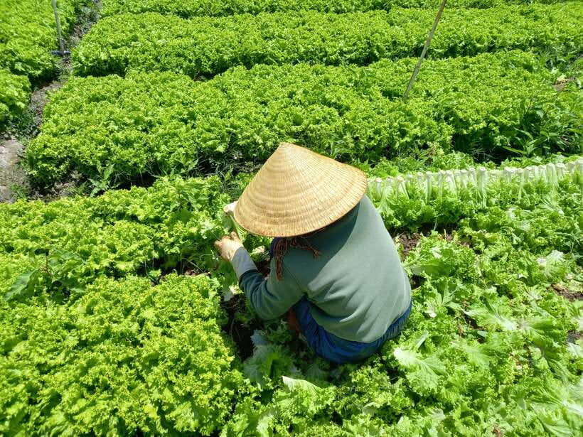 Dalat Countryside Motorbike Day Tour–Coffee Farms & Pagodas - Robin Hill and the Dalat panorama