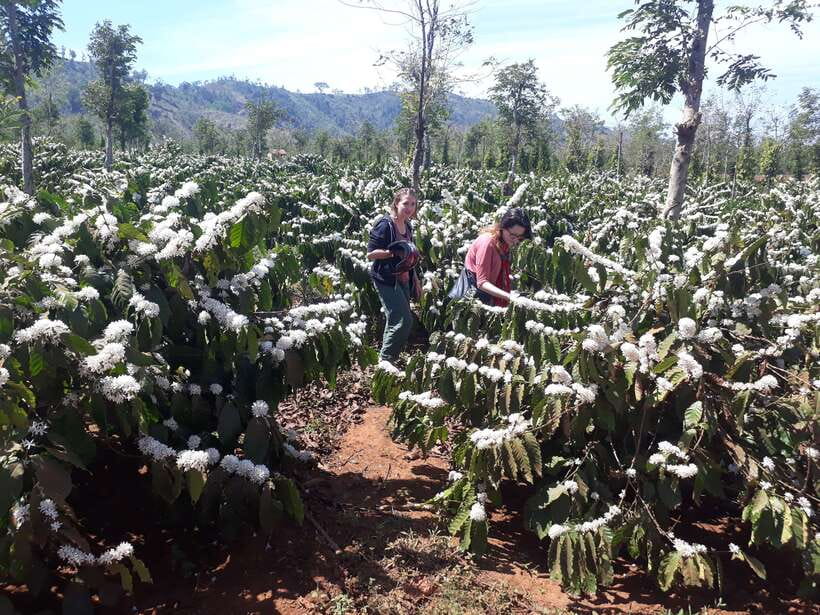 Dalat Countryside Motorbike Day Tour–Coffee Farms & Pagodas - Flower farms and the working countryside