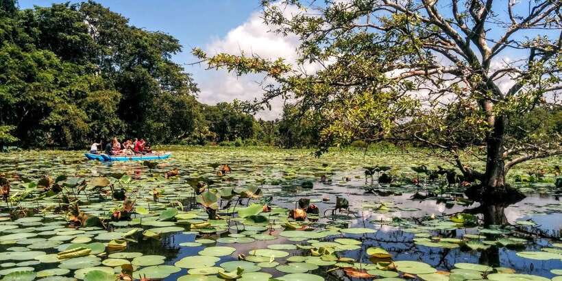 Dambulla: Cave Temple and Village All-Inclusive Tour - Cooking, conversation, and a rural Sri Lankan lunch
