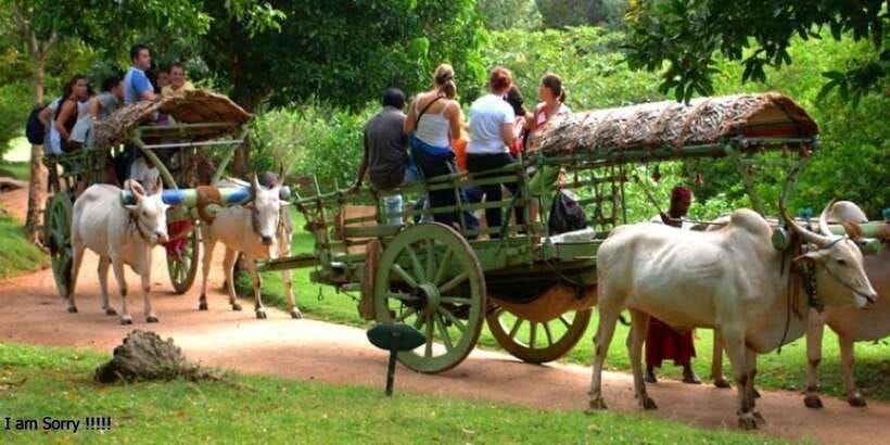 Dambulla: Caves Temple & Traditional Village Tour with Lunch - A morning built around Dambulla’s sacred caves