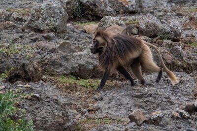 Day Trip From Addis Ababa See Historical Monastery,Stunning Nature,Animals,Birds