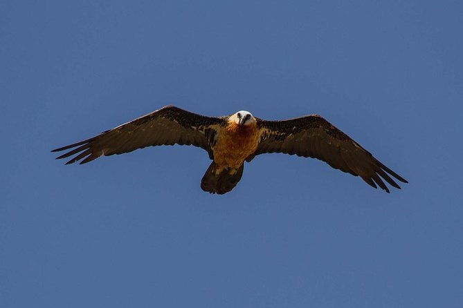 Day Trip From Addis Ababa See Historical Monastery,Stunning Nature,Animals,Birds - Geladas and the Blue Nile Gorge