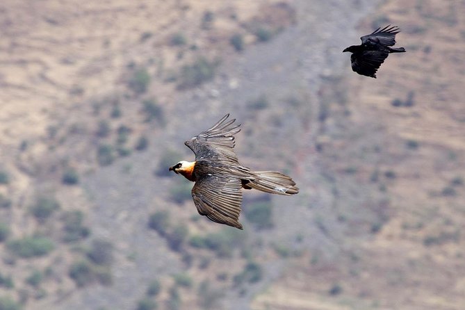 Day Trip From Addis Ababa See Historical Monastery,Stunning Nature,Animals,Birds - Guides, drivers, and the feel of the day