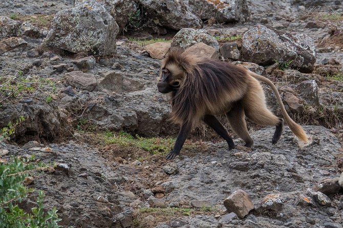Day Trip From Addis Ababa See Historical Monastery,Stunning Nature,Animals,Birds - Debre Libanos: Ethiopia’s spiritual heart