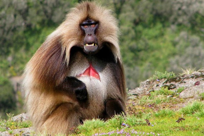 DAY TRIP TO Debre Libanos Monastery Cave Church Nature and Wildlife - Walking toward Debre Libanos Monastery
