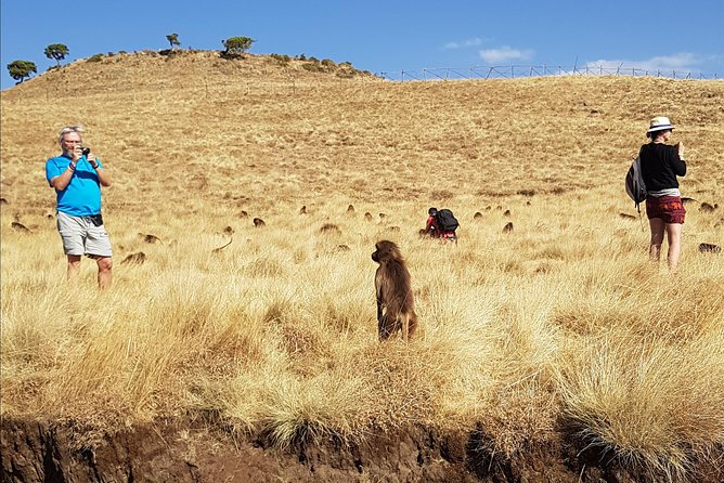 Debre Libanos Monastery and Jemma River Gorge - Day Tour from Addis Ababa - What the private format means for value