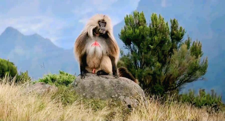 Debre Libanos Monastery & Scenic Portuguese Bridge Tour - Lunch, Coffee, and a More Local Pace