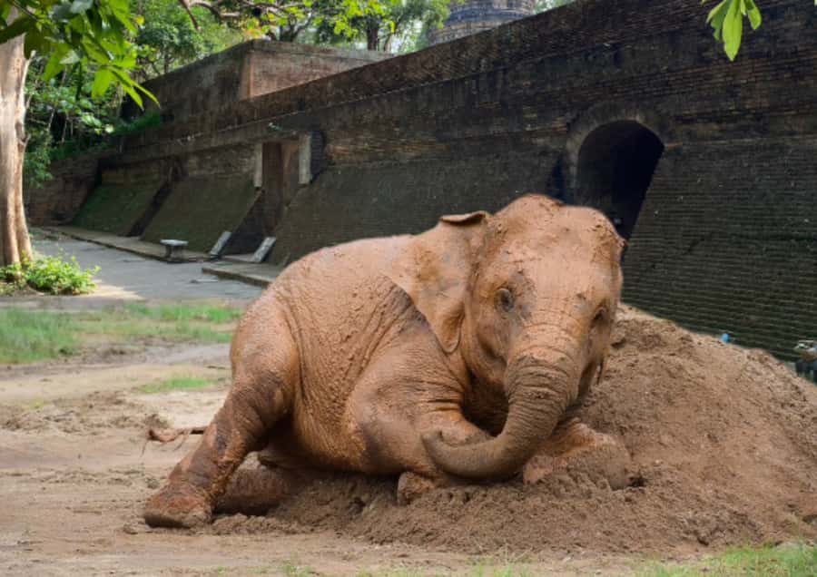 Elephant care with Wat Umong, Doi Suthep and Night City view - From Chiang Mai hotels to the elephant care program