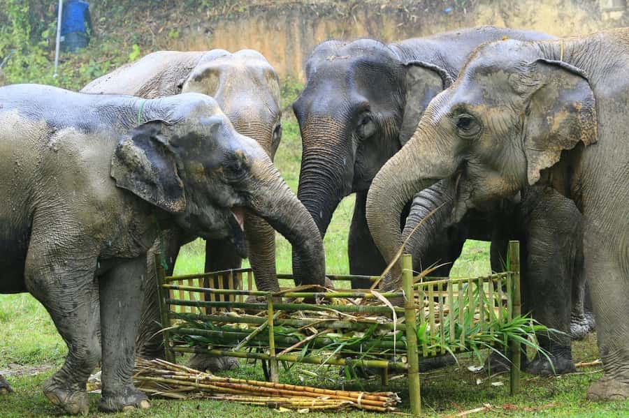 Elephant care with Wat Umong, Doi Suthep and Night City view - The afternoon transfer and short city break
