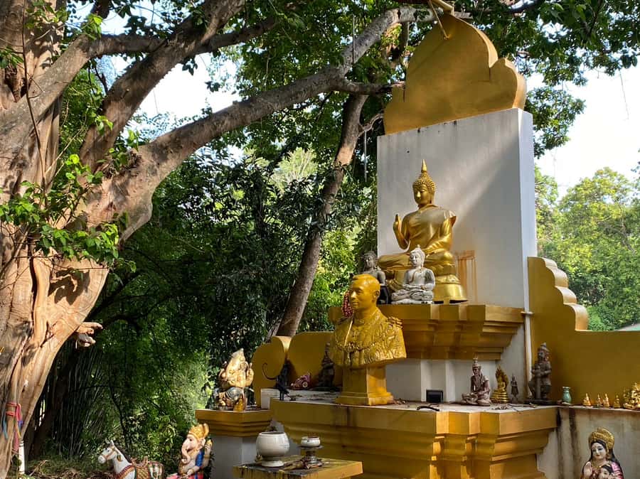 Elephant care with Wat Umong, Doi Suthep and Night City view - Doi Suthep after dark and the Chiang Mai city view