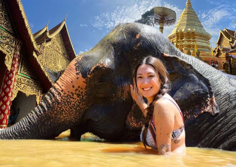 Elephant care with Wat Umong, Doi Suthep and Night City view - Feeding elephants and preparing healthy treats
