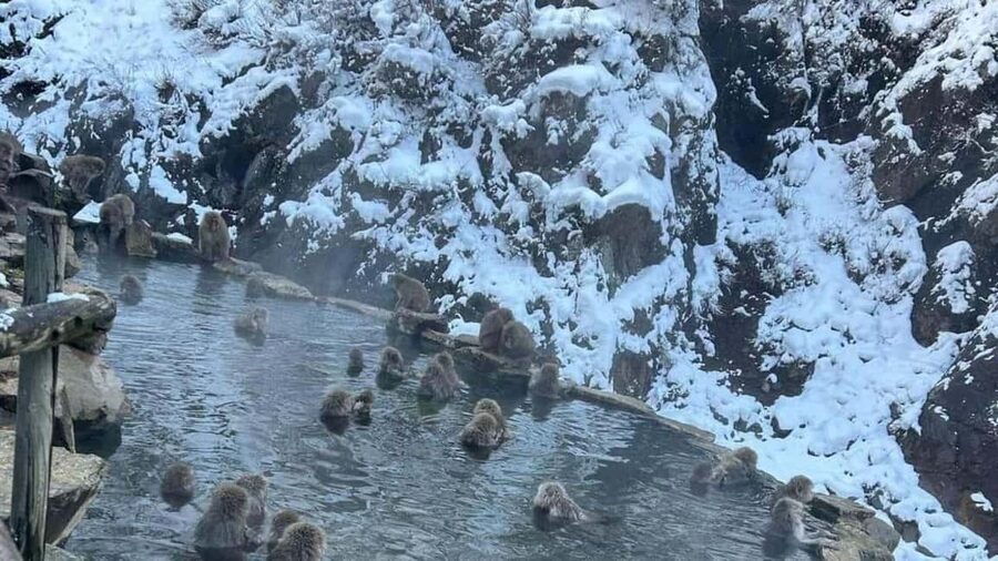 F: Tokyo:Nagano snow monkey/Zenko Ji temple private day tour - Key points to know