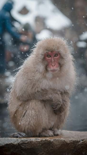 F: Tokyo:Nagano snow monkey/Zenko Ji temple private day tour - A long day from Tokyo, an easier day from Nagano
