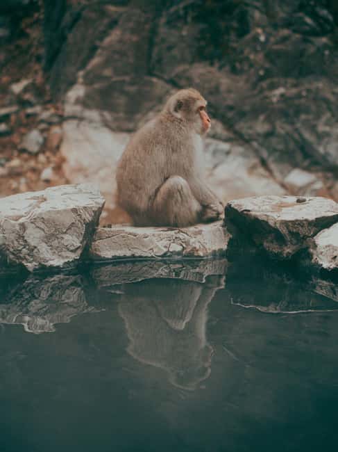 F: Tokyo:Nagano snow monkey/Zenko Ji temple private day tour - Jigokudani Monkey Park: the day’s big wildlife moment