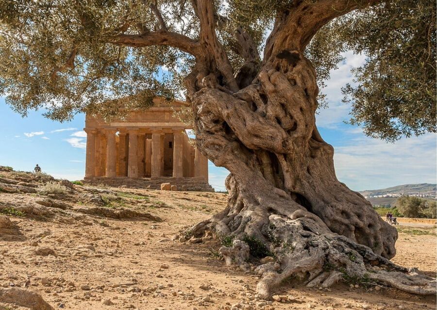 From Agrigento to Siracusa: Valley of Temples & Roman Villa - What the small group and driver service change