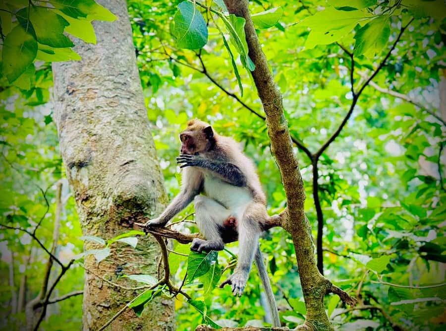 From Bali: Saraswati Temple, Monkey Forest, Ubud Waterfalls - Ubud Palace and the market: central Ubud in a short burst