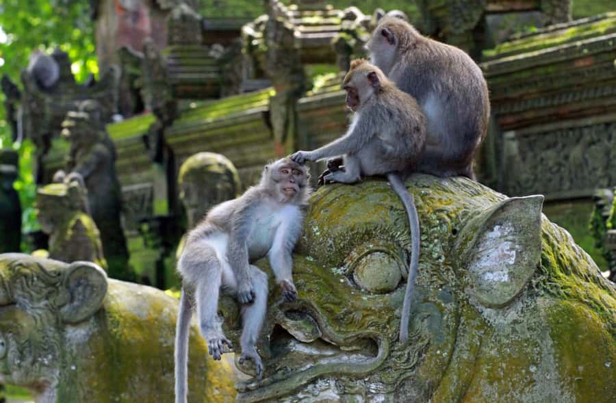 From Bali: Saraswati Temple, Monkey Forest, Ubud Waterfalls - Guides, vehicles, and group choices