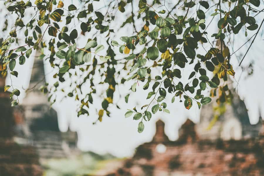 From Bangkok: Ayutthaya Ancient City Temple Tour - Wat Phra Si Sanphet and the royal heart of Ayutthaya