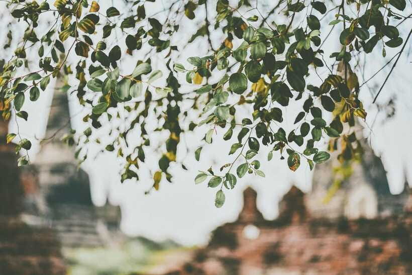 From Bangkok: Ayutthaya Ancient City Temple Tour - Wat Maha That and the Buddha head in the roots