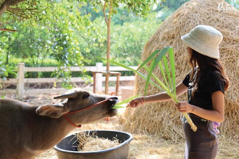 From Bangkok: Don Wai Market, Wat Samphran & Lotus Café Tour - Should you pay extra for a guide?