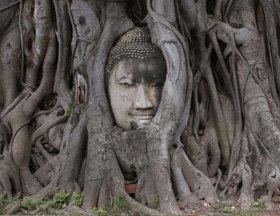 From Bangkok: Private Guided Tour of Ayutthaya’s 6 Temples - Wat Mahathat and the Buddha held by tree roots