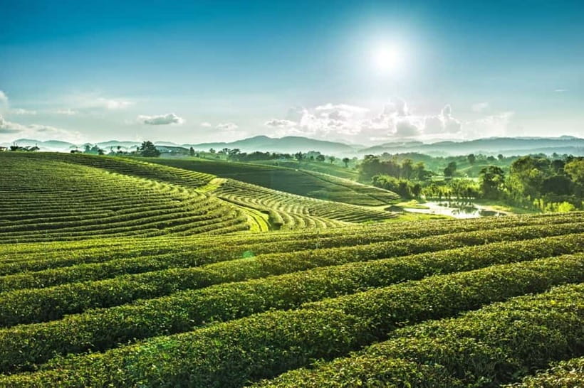 From Chiang Rai 3 Temples & Golden Triangle &Tea Plantation - The Blue Temple and Chiang Rai’s modern style