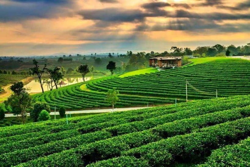 From Chiang Rai 3 Temples & Golden Triangle &Tea Plantation - The Golden Triangle and the Mekong region