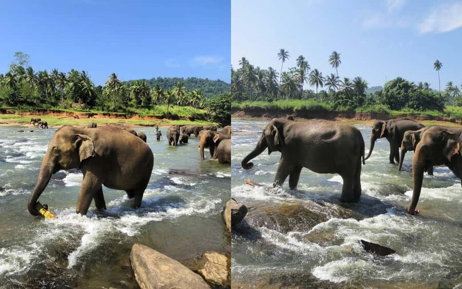 From Colombo: Kandy Temple of Tooth & Elephant Orphanage - Leaving Colombo for Kandy