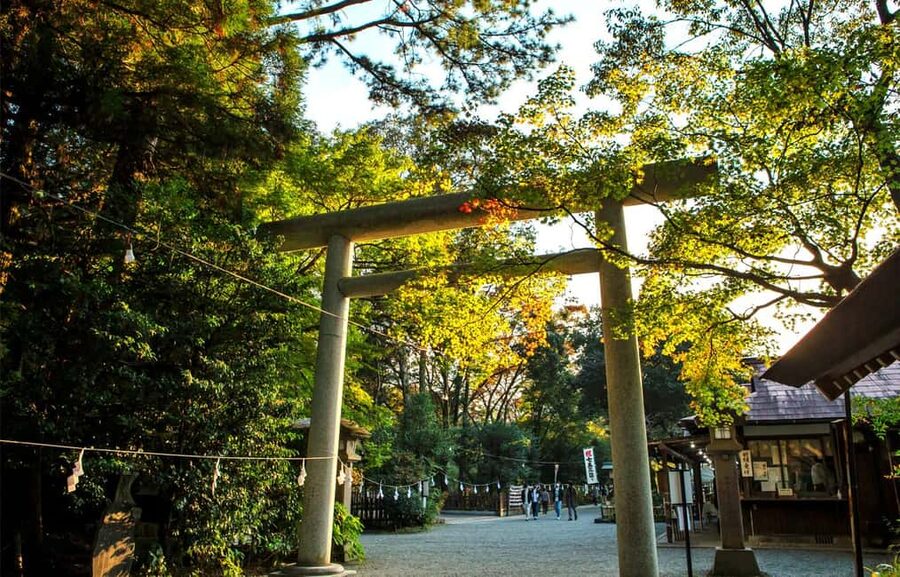 From Fukuoka: Miyazaki, Takachiho Gorge and Shrines Day Tour - Who Will Enjoy This Day Most