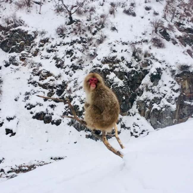 From Myoko Kogen: Snow Monkey Park and Zenkoji Temple Tour - Sake tasting at Yoshinoya Sake Brewery