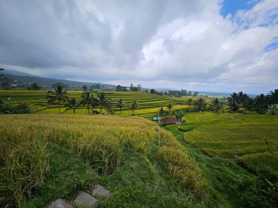 From north bali :Tanah Lot, sangeh forest & Ulun Danu Temple - Jatiluwih Rice Terraces: The Best Rural Break