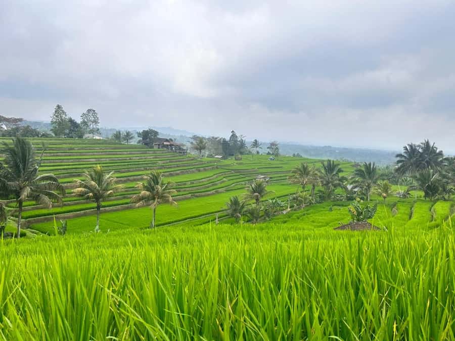 From north bali :Tanah Lot, sangeh forest & Ulun Danu Temple - Who Will Enjoy This Day Most?