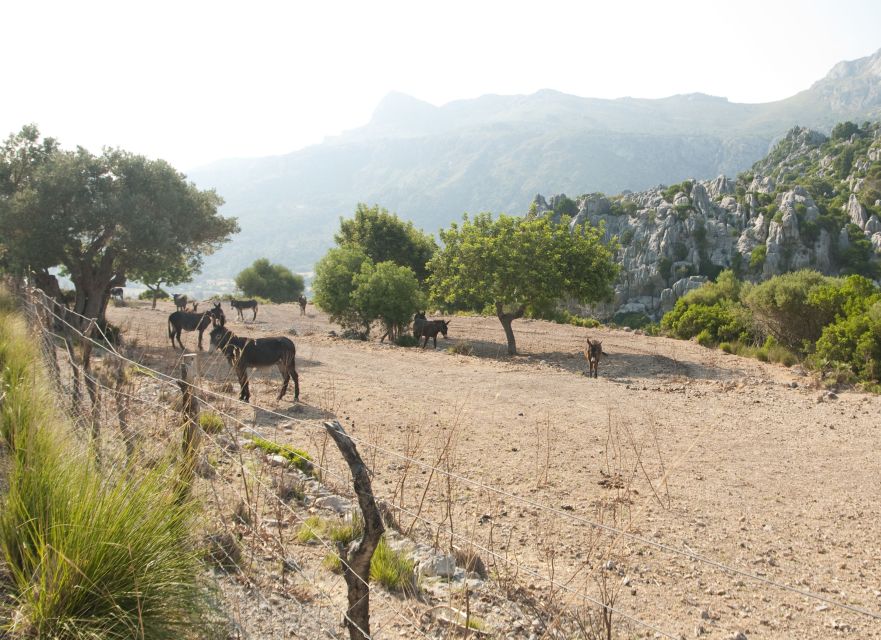 From Palma: Serra Tramuntana and Lluc Monastery Guided Tour - Guides, languages, and the human side of the day