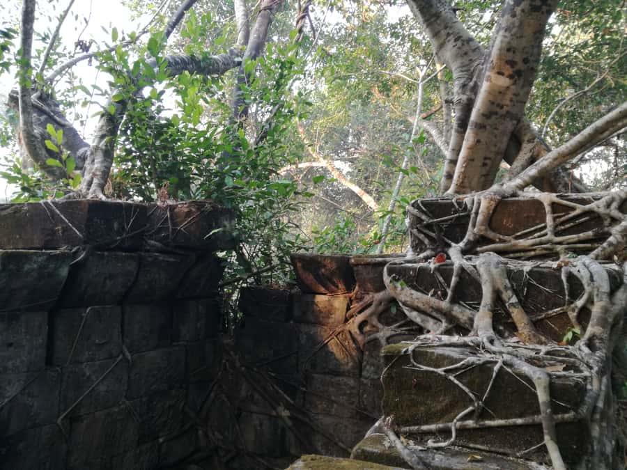 From Siem Reap: Half-Day Tour to Beng Mealea Temple - Who will enjoy this tour most?