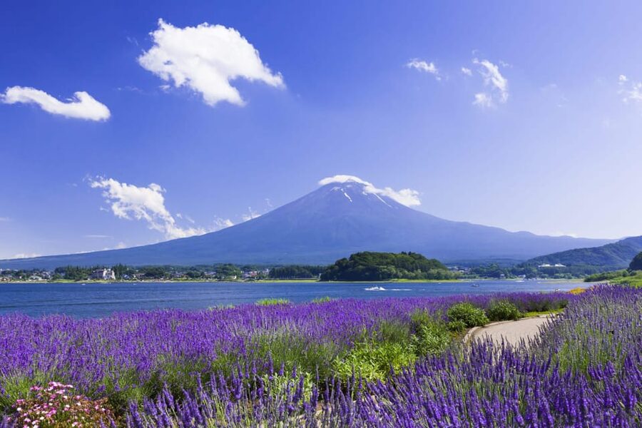 From Tokyo: Fuji Mountain Area - FujiQ - Lake Kawaguchiko - Chureito Pagoda - Oishi Park and the classic Fuji postcard