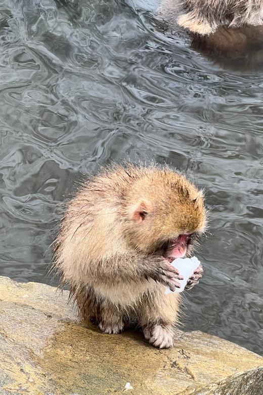 From Tokyo: Nagano Snow Monkey Park Zenkoji Temple Day Trip - Key points at a glance