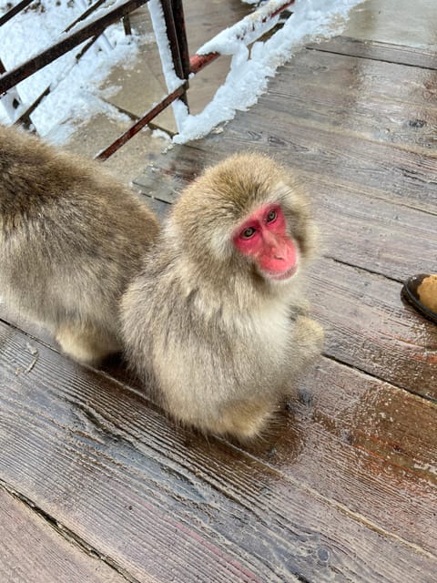 From Tokyo: Nagano Snow Monkey Park Zenkoji Temple Day Trip - Why this private Nagano day trip can be worth the long ride