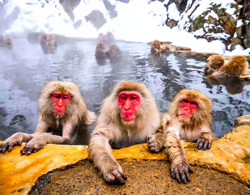 From Tokyo: Nagano Snow Monkey Park Zenkoji Temple Day Trip - Zenkoji Temple, a major cultural stop in Nagano