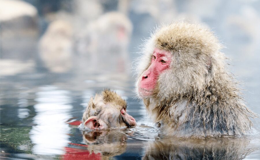 From Tokyo: Nagano, Zenkoji Temple, Snow Monkeys Day Trip. - Zenkoji Temple offers quiet and open doors