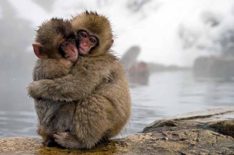 From Tokyo: Nagano, Zenkoji Temple, Snow Monkeys Day Trip. - The walk to Jigokudani Monkey Park