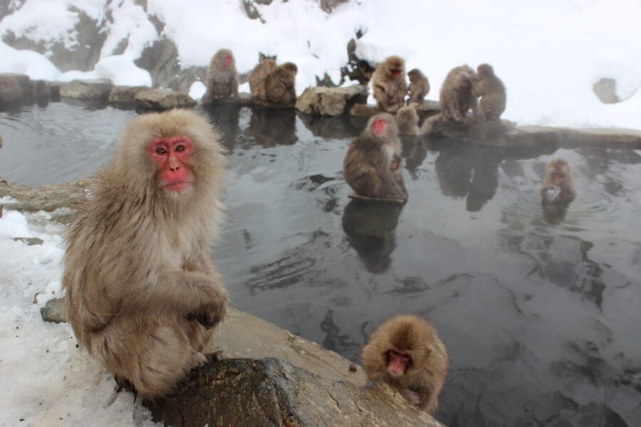 From Tokyo: Nagano, Zenkoji Temple, Snow Monkeys Day Trip. - Hokusai adds an art option in Obuse