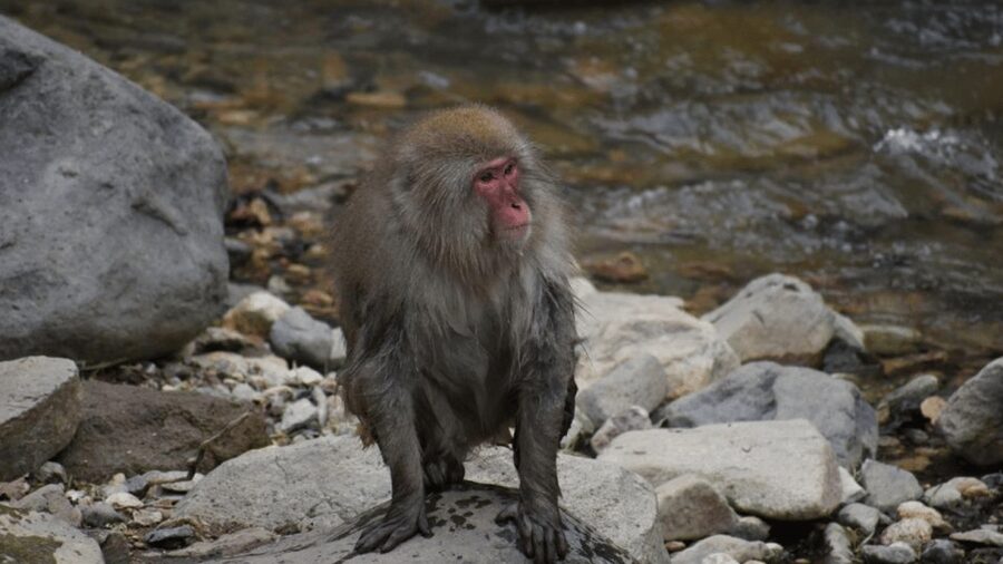 From Tokyo: Private Tour Snow Monkey Park & Zenko-ji Temple - Practical details before you book